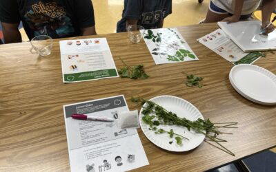 Herbalism at Natural Bridge